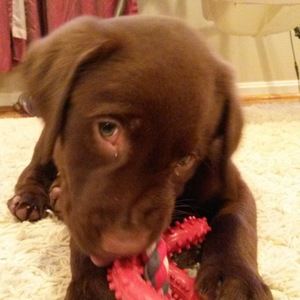 Meet your Posher, William